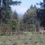 Portlandia rosegardenwide 150x150 Portlandia